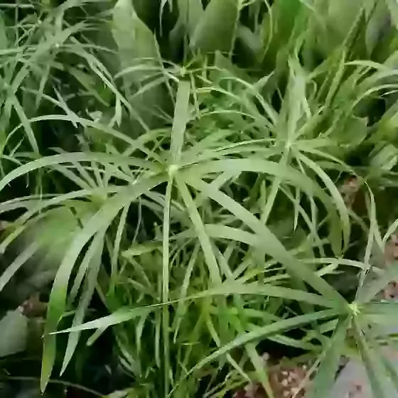 Cyperus involucratus Umbrella plant 